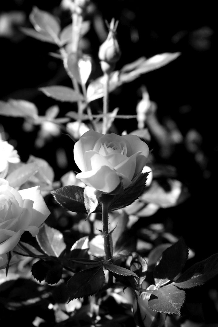 Canon EF 24-105mm F3.5-5.6 IS STM sample photo. Roses photography