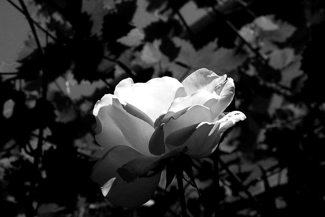 Canon EF 24-105mm F3.5-5.6 IS STM sample photo. Roses photography