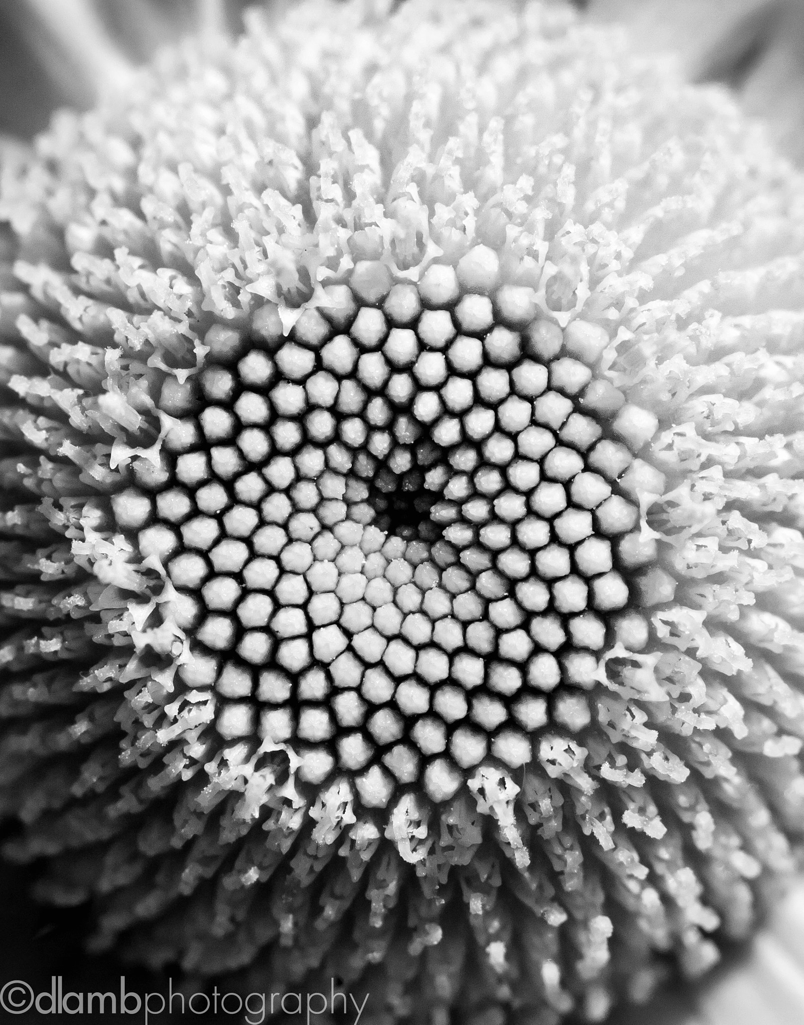 Canon EF-S 60mm F2.8 Macro USM sample photo. Mouth of madness: black sunshine viii photography