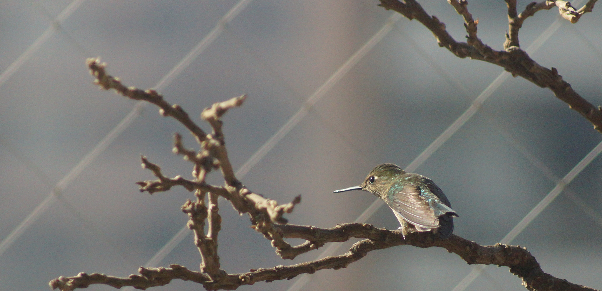 Sony 75-300mm F4.5-5.6 sample photo. Dsc05716.jpg photography