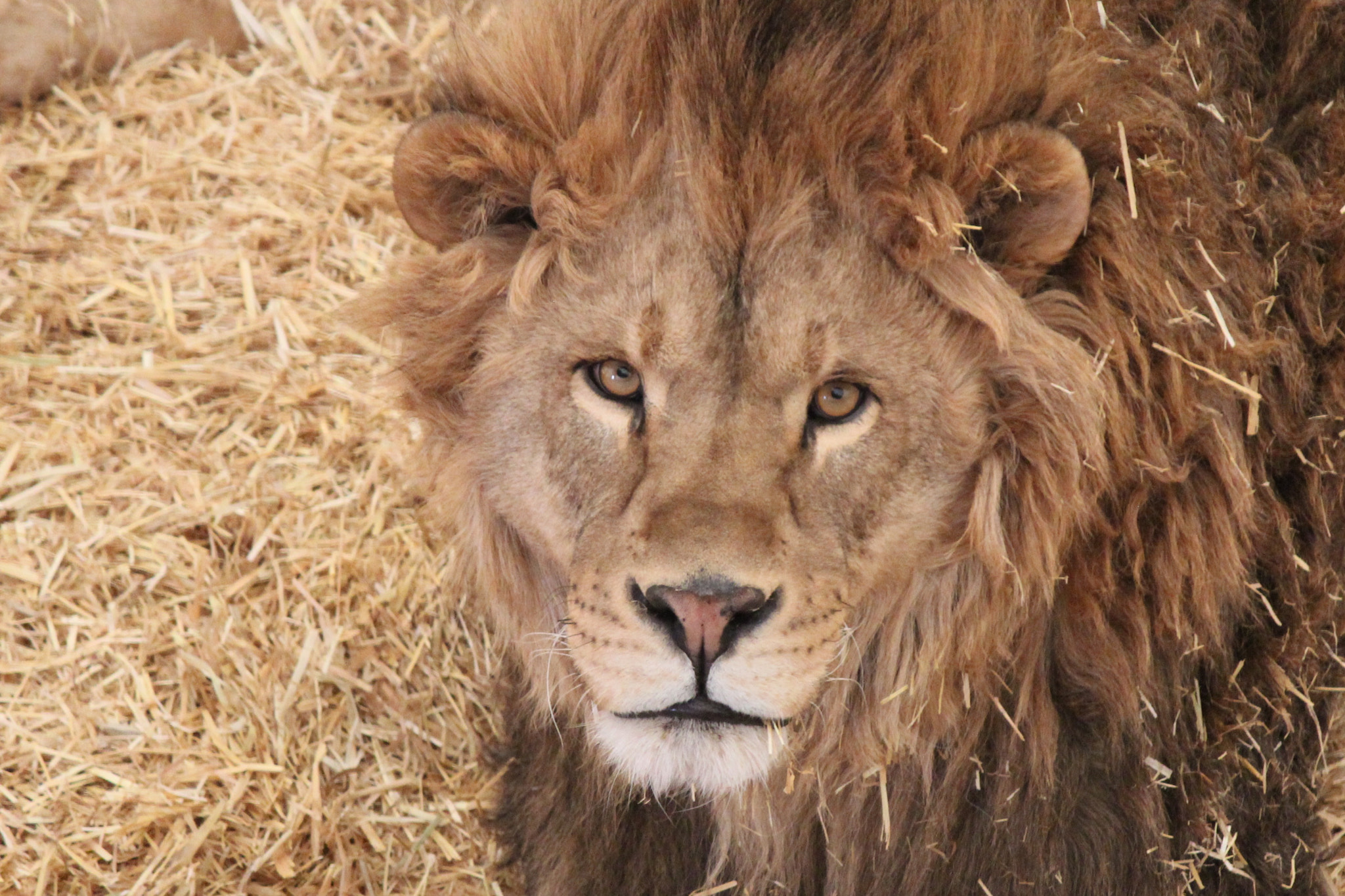 Canon EF-S 55-250mm F4-5.6 IS II sample photo. Lion king smile please - the wild animal sanctuary co photography