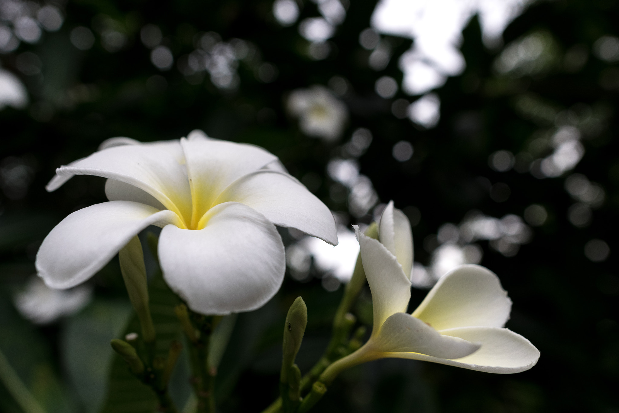 Nikon D3300 + Nikon AF-S Nikkor 20mm F1.8G ED sample photo. Plumerias in prachinburi photography