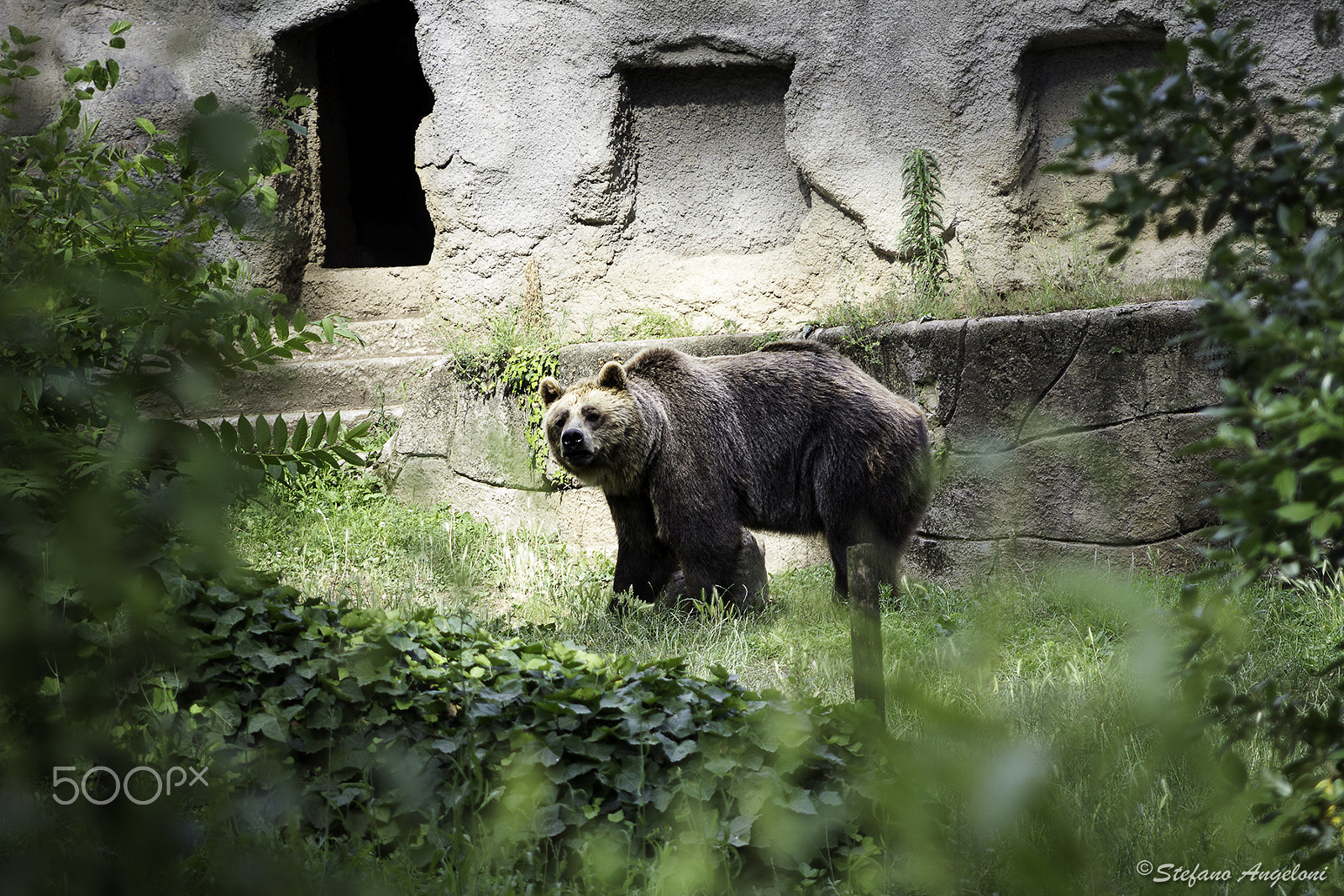 Canon EF 28-105mm f/3.5-4.5 USM sample photo. Bear photography