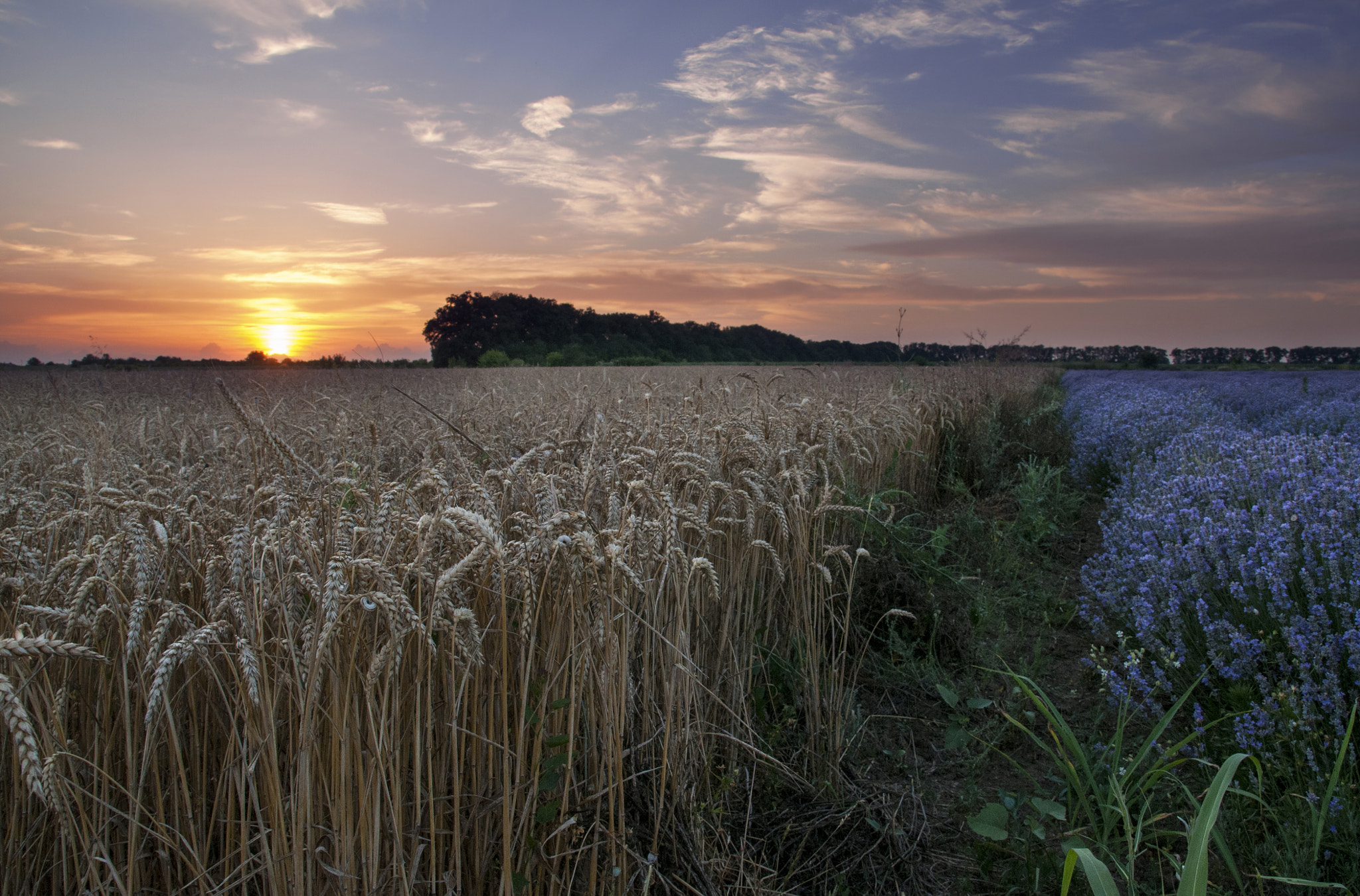 Sigma 18-200mm F3.5-6.3 DC OS HSM sample photo. Fields photography