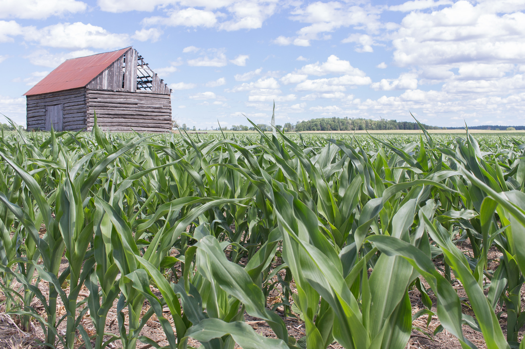 Canon EOS 100D (EOS Rebel SL1 / EOS Kiss X7) sample photo. Rural | ontario | canada photography