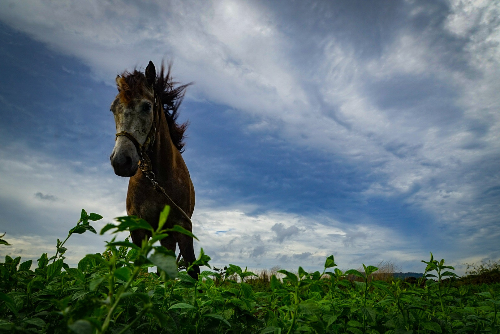 Sony a7 + Sony DT 16-50mm F2.8 SSM sample photo. A horse in jeju, korea photography