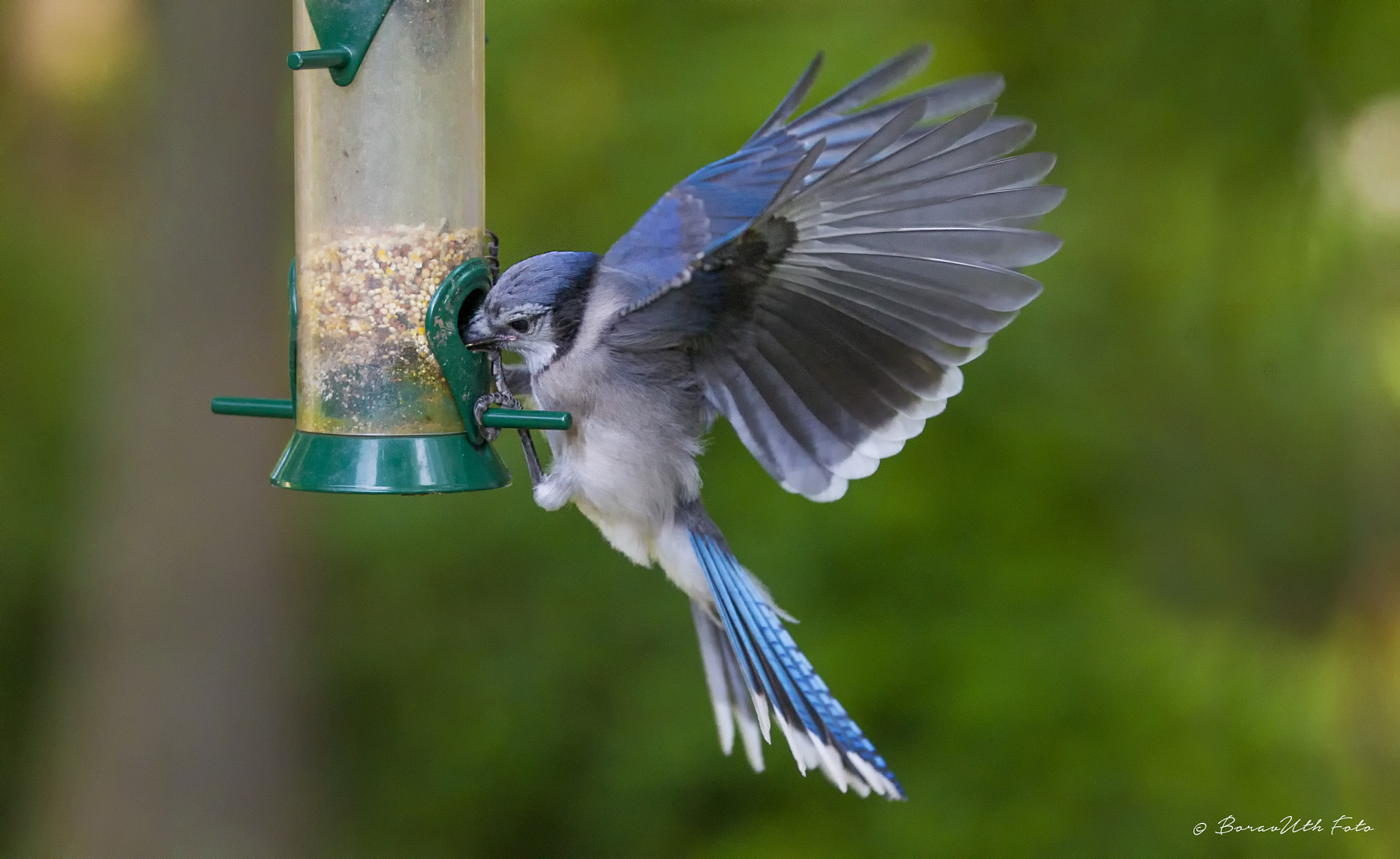 Canon EF 70-200mm F2.8L IS II USM sample photo. Bluejay photography