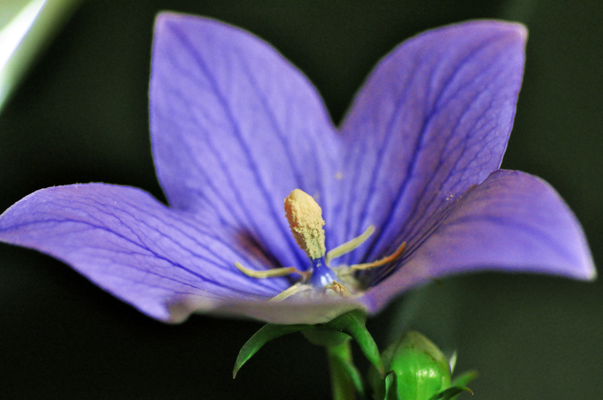 Nikon D5000 + Tamron SP 90mm F2.8 Di VC USD 1:1 Macro sample photo. Violet photography