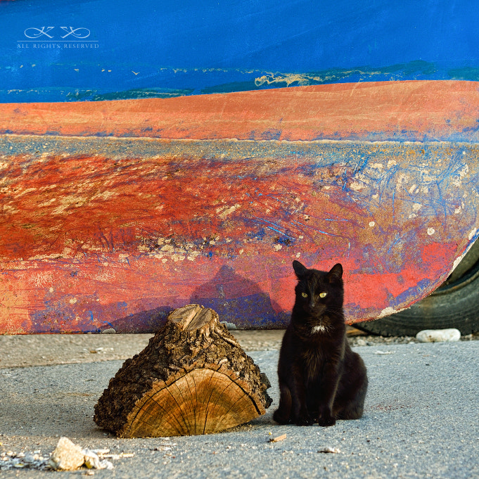 Nikon D300S sample photo. Cat photography
