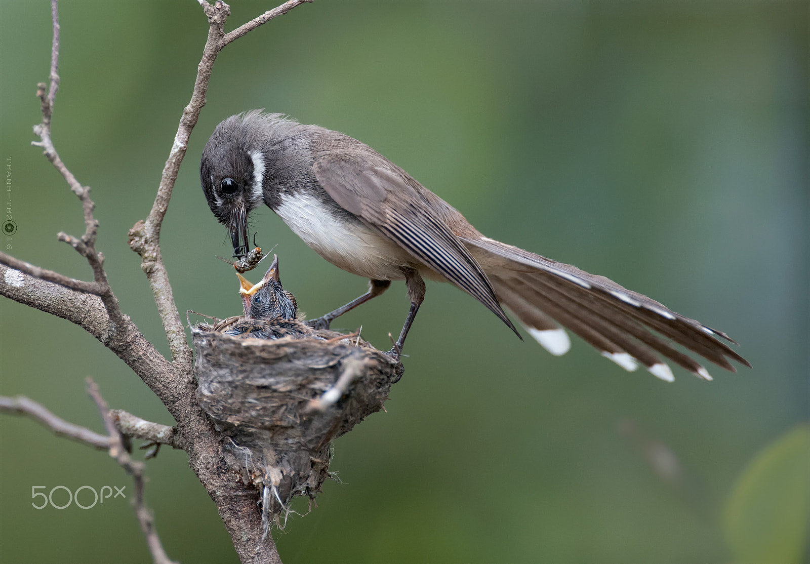 Nikon AF-S Nikkor 600mm F4D ED-IF II sample photo