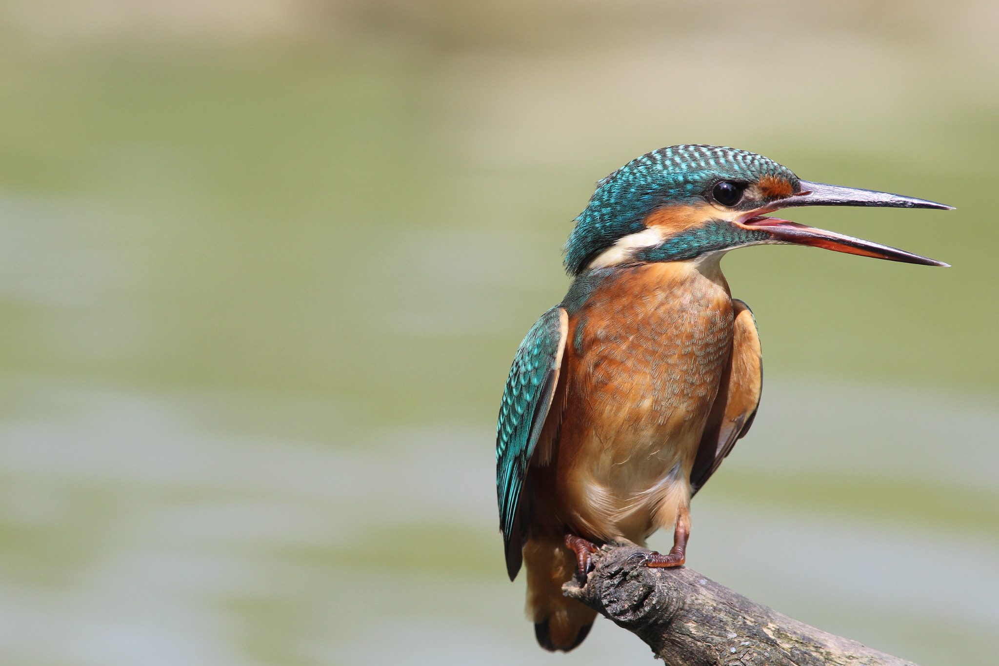 Canon EOS M + Canon EF 300mm f/2.8L sample photo. Martin pescatore 2 photography