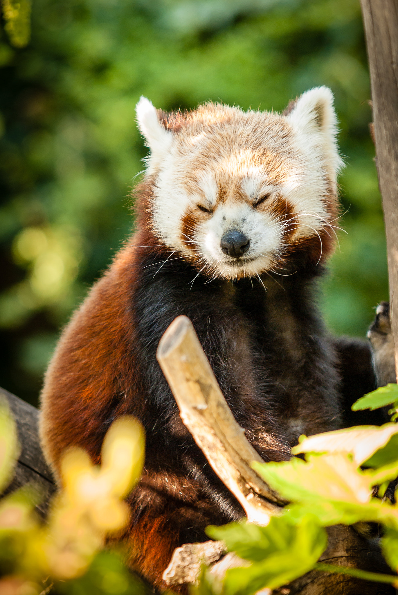 Sony Alpha DSLR-A100 sample photo. Tiergarten photography