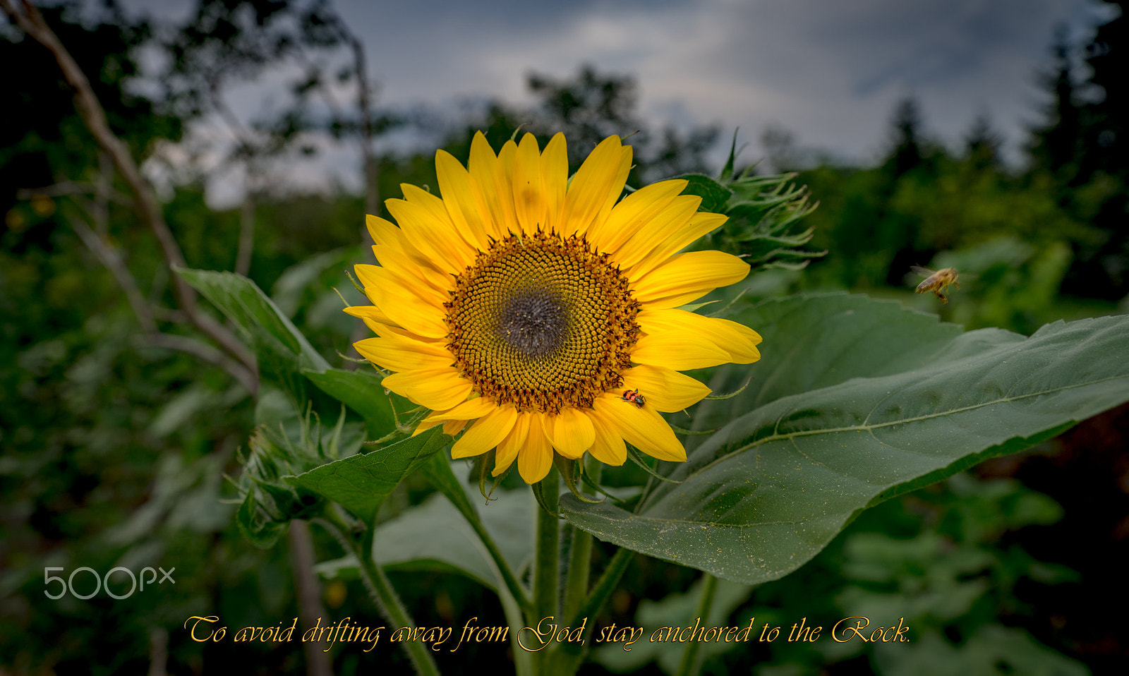 Sony a7R sample photo. Sunflower photography