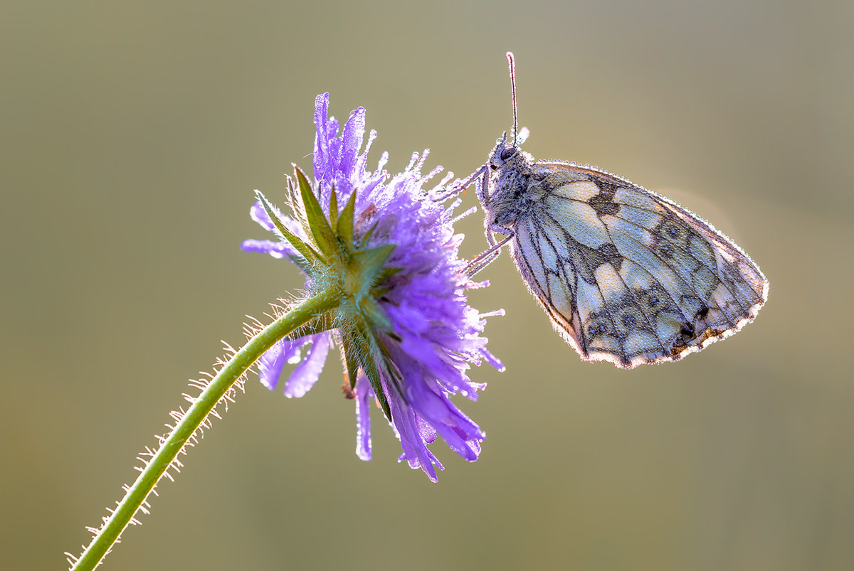 Canon EF 180mm F3.5L Macro USM sample photo. Butterfly photography
