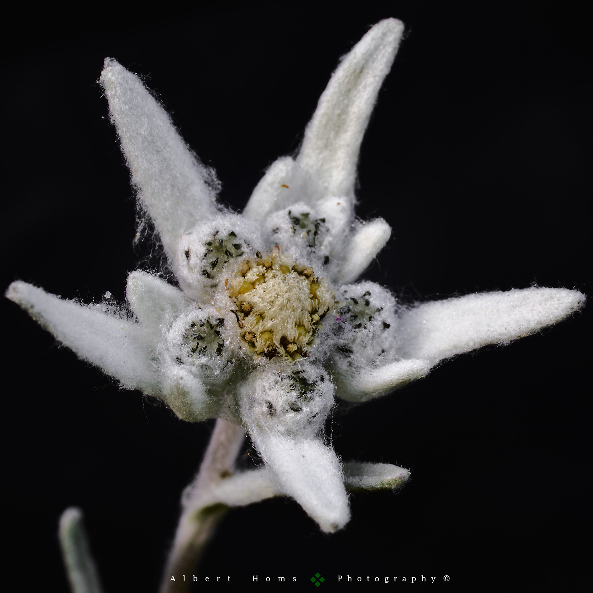Sony ILCA-77M2 + Tamron SP AF 90mm F2.8 Di Macro sample photo. ...edelweiss !? photography