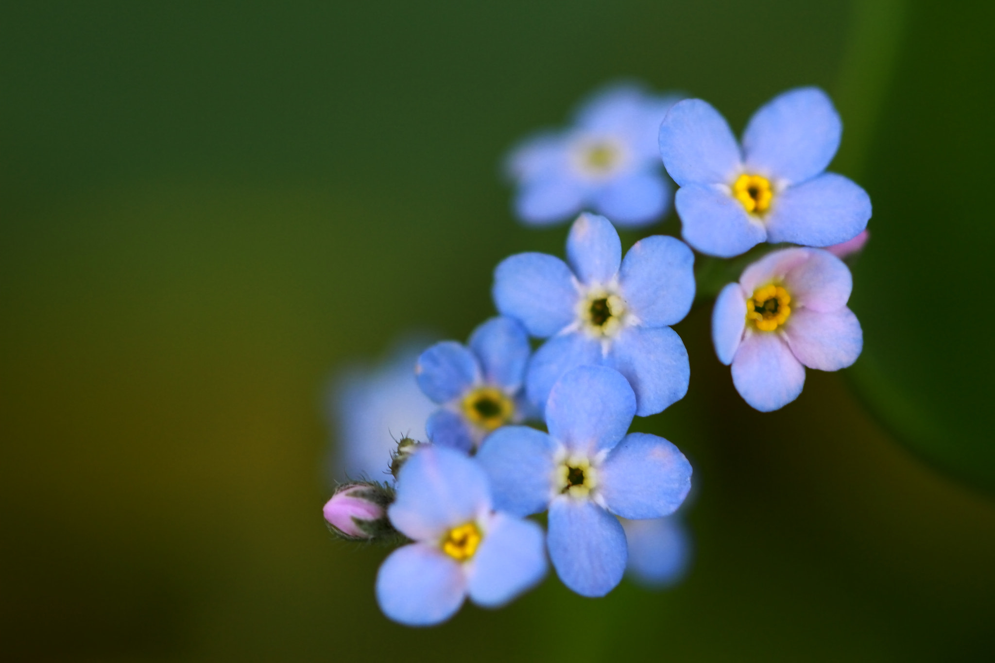 Canon EF 100mm F2.8L Macro IS USM sample photo. Dreamy photography