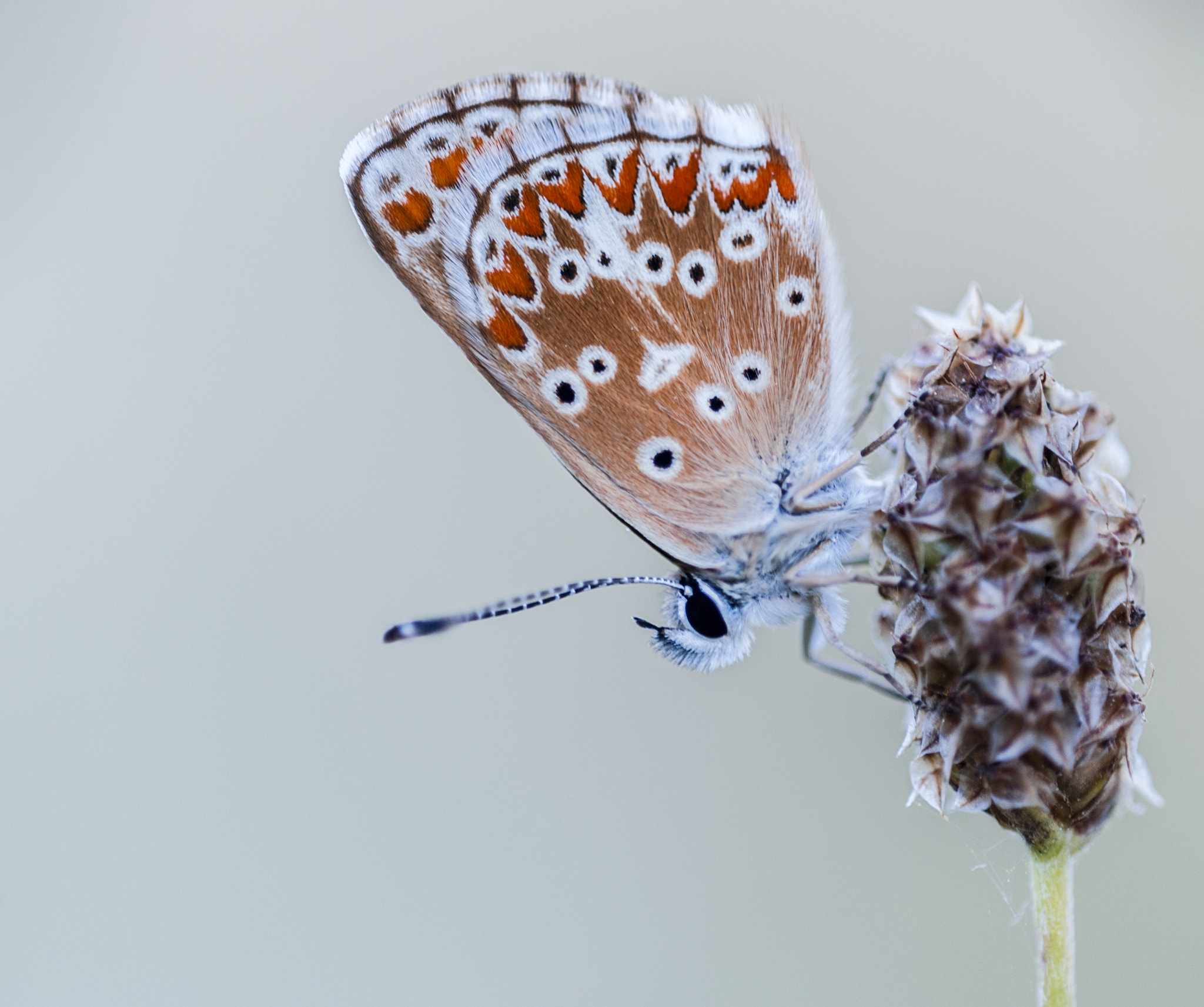 Sigma APO Macro 180mm F3.5 EX DG HSM sample photo. Una pequeñina photography