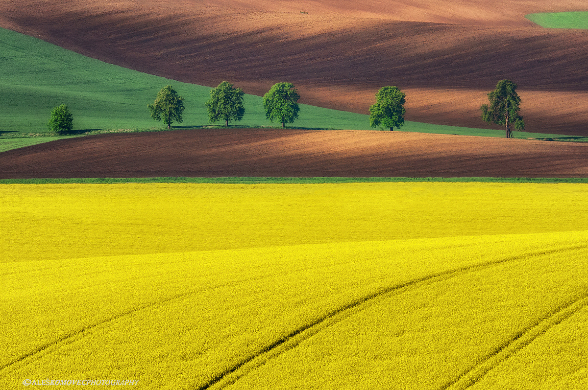 SIGMA 50-500mm F4-6.3 DG HSM sample photo. Yellow photography