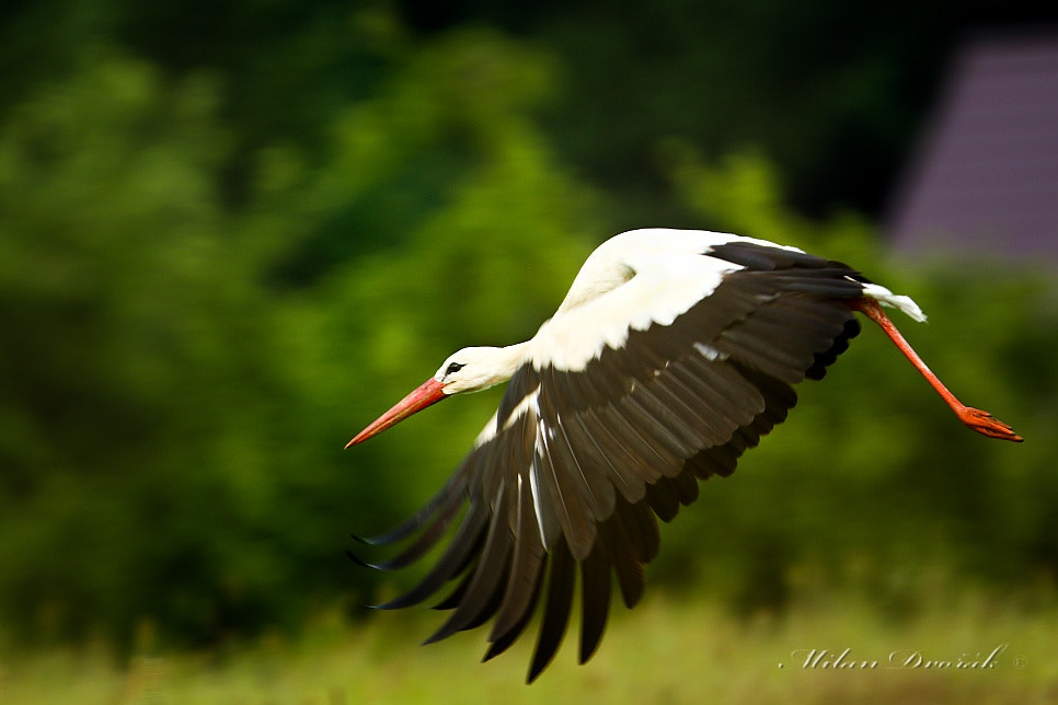 Canon EF 300mm F2.8L IS USM sample photo. Quickly back to the nest photography