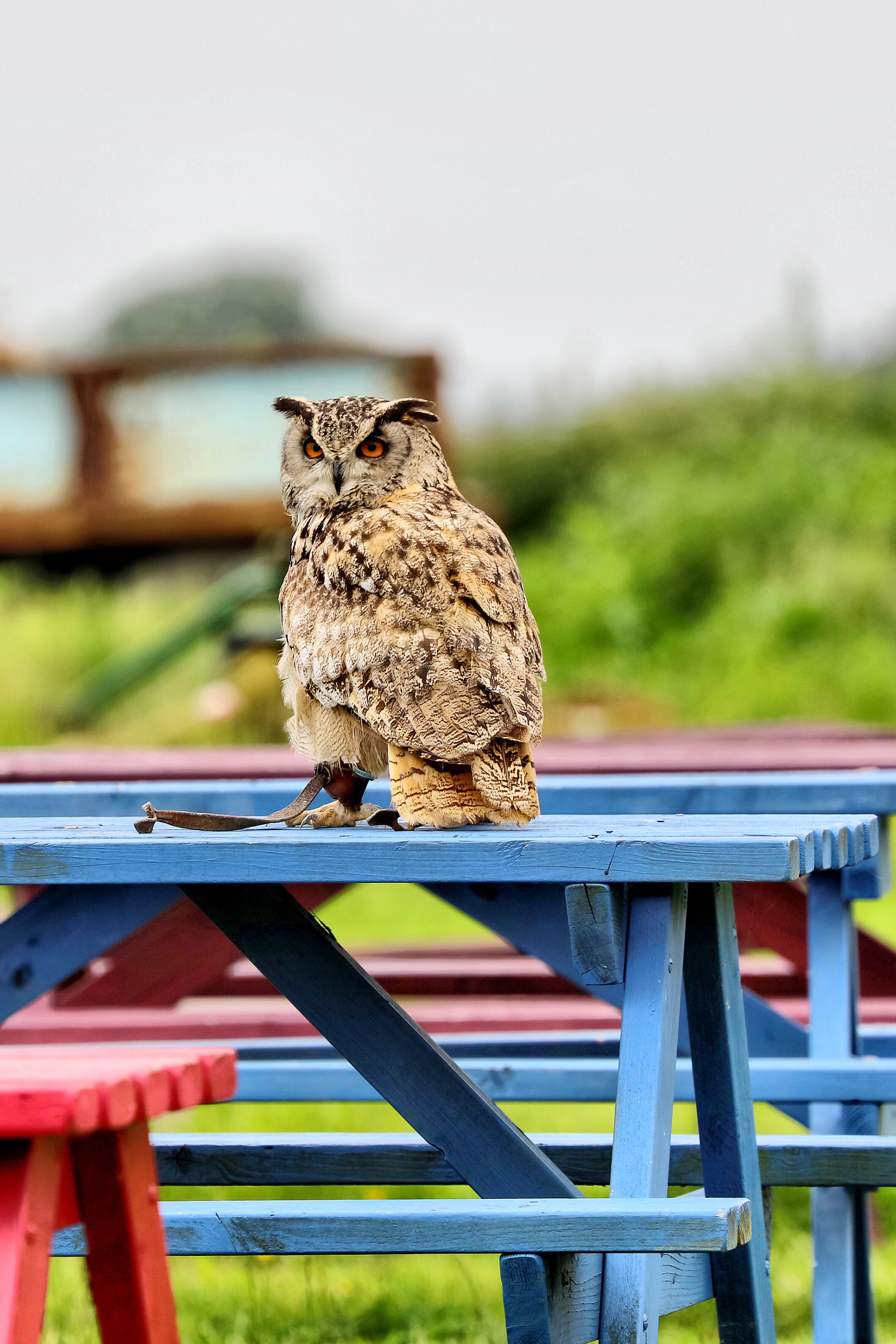 Canon EF 70-300mm F4-5.6L IS USM sample photo. Wildlife photography