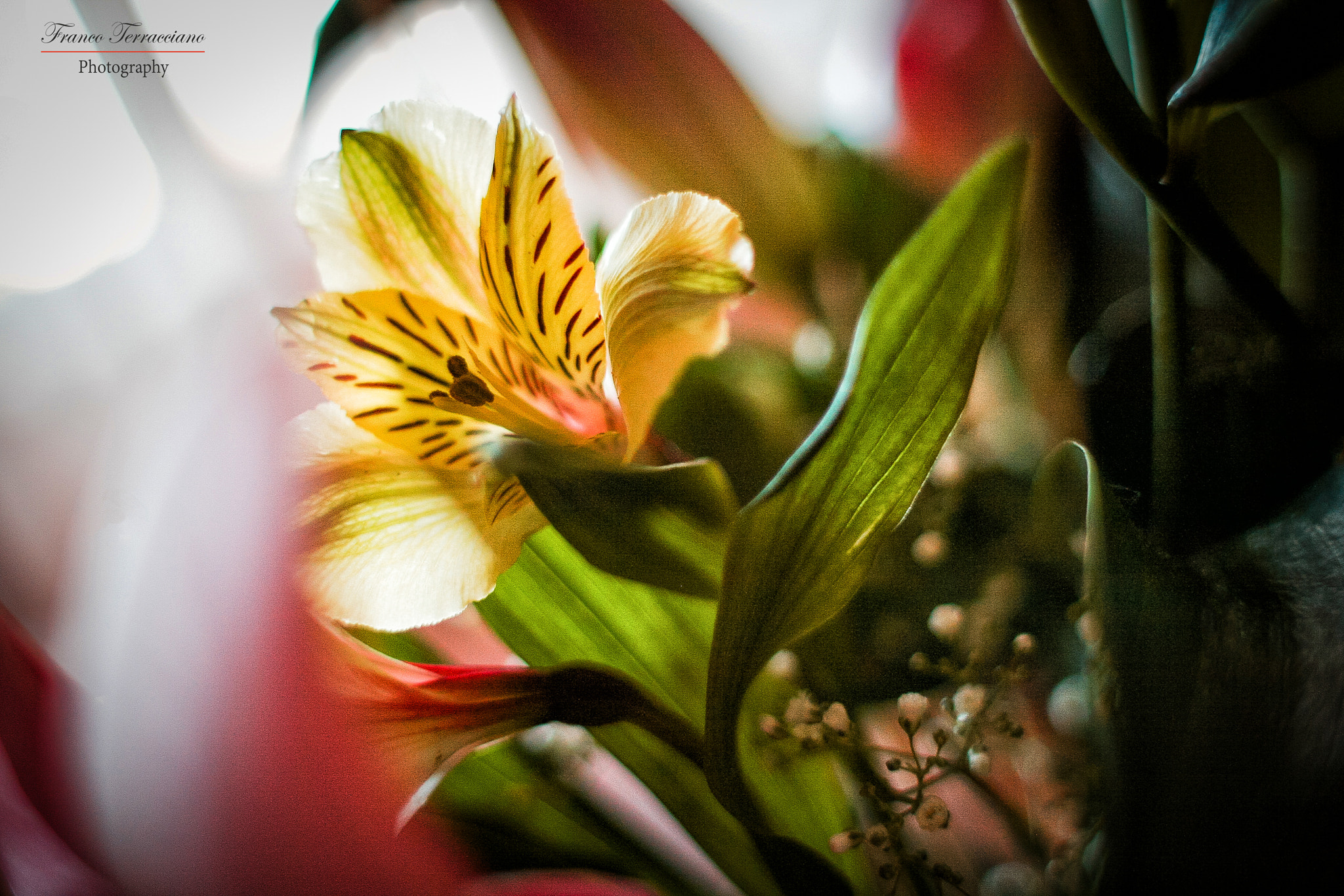 Canon EF 28mm F1.8 USM sample photo. Yellow flower photography