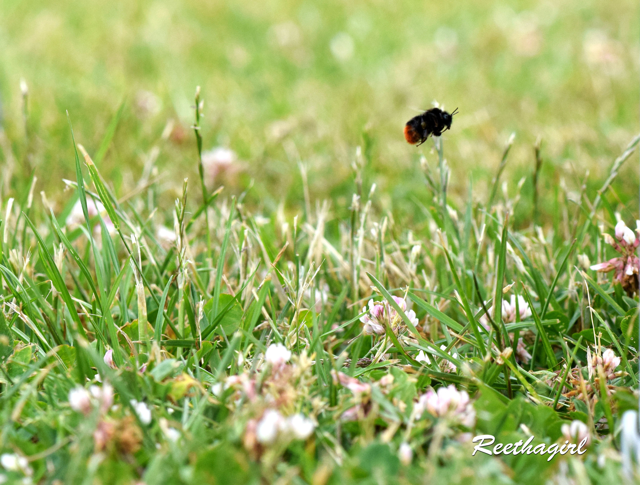 Nikon AF-S Micro-Nikkor 105mm F2.8G IF-ED VR sample photo. Fly away photography