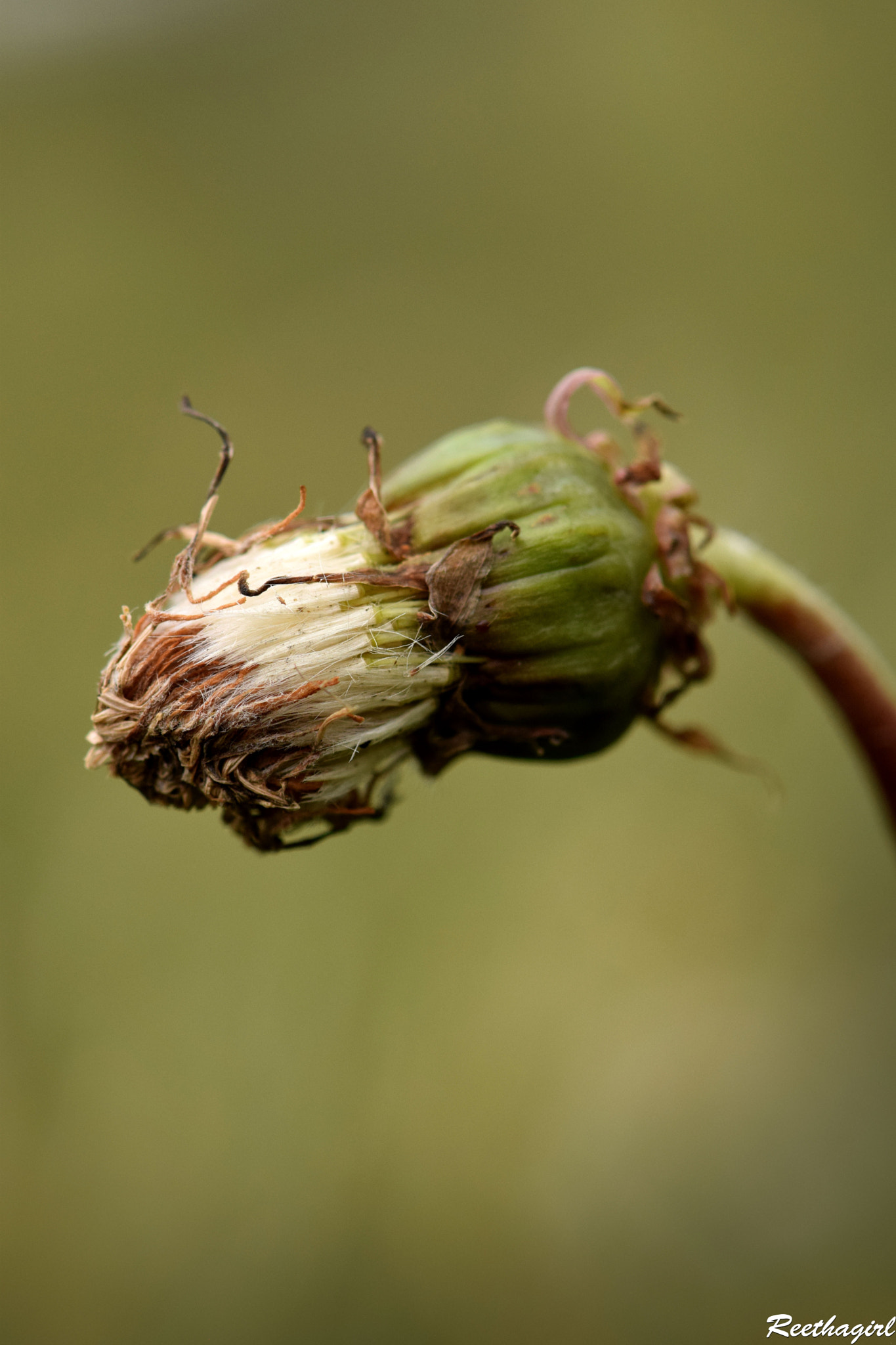 Nikon AF-S Micro-Nikkor 105mm F2.8G IF-ED VR sample photo. Dragon flower photography