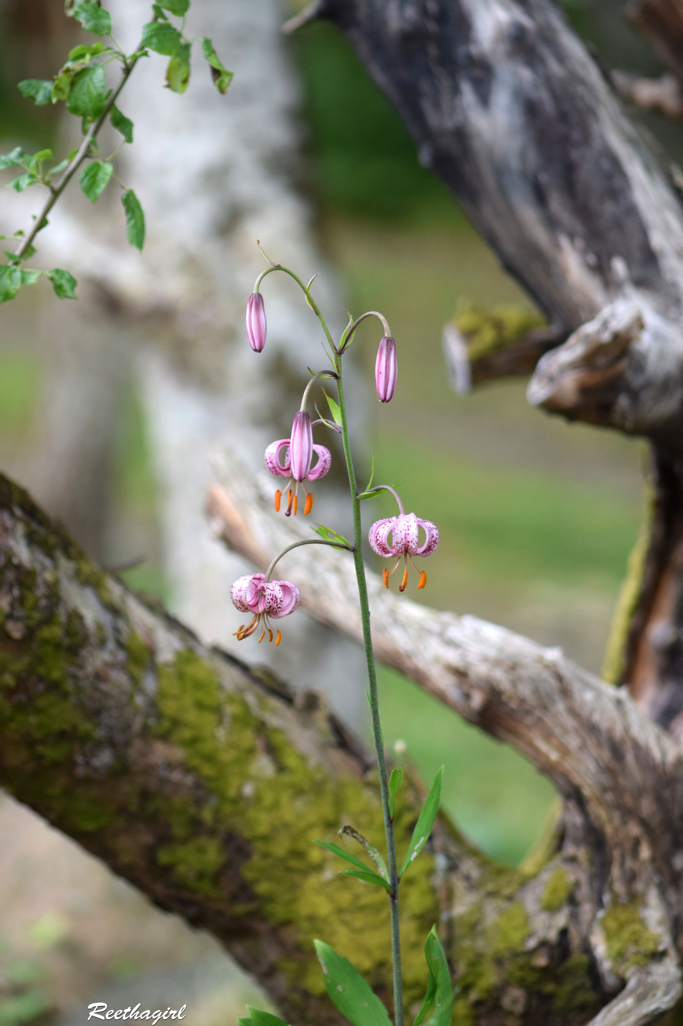 Nikon AF-S Micro-Nikkor 105mm F2.8G IF-ED VR sample photo. Standing tall photography