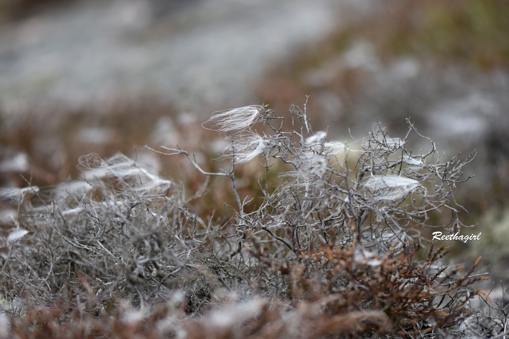 Nikon AF-S Micro-Nikkor 105mm F2.8G IF-ED VR sample photo. Flow photography
