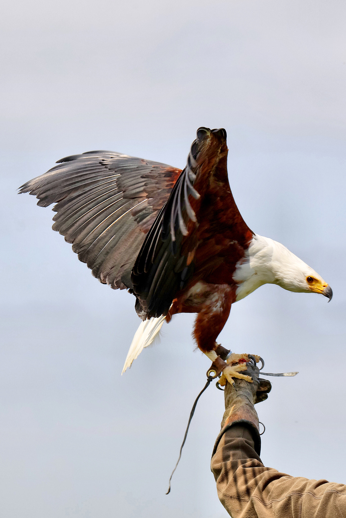 Canon EOS 5DS R sample photo. Wildlife photography