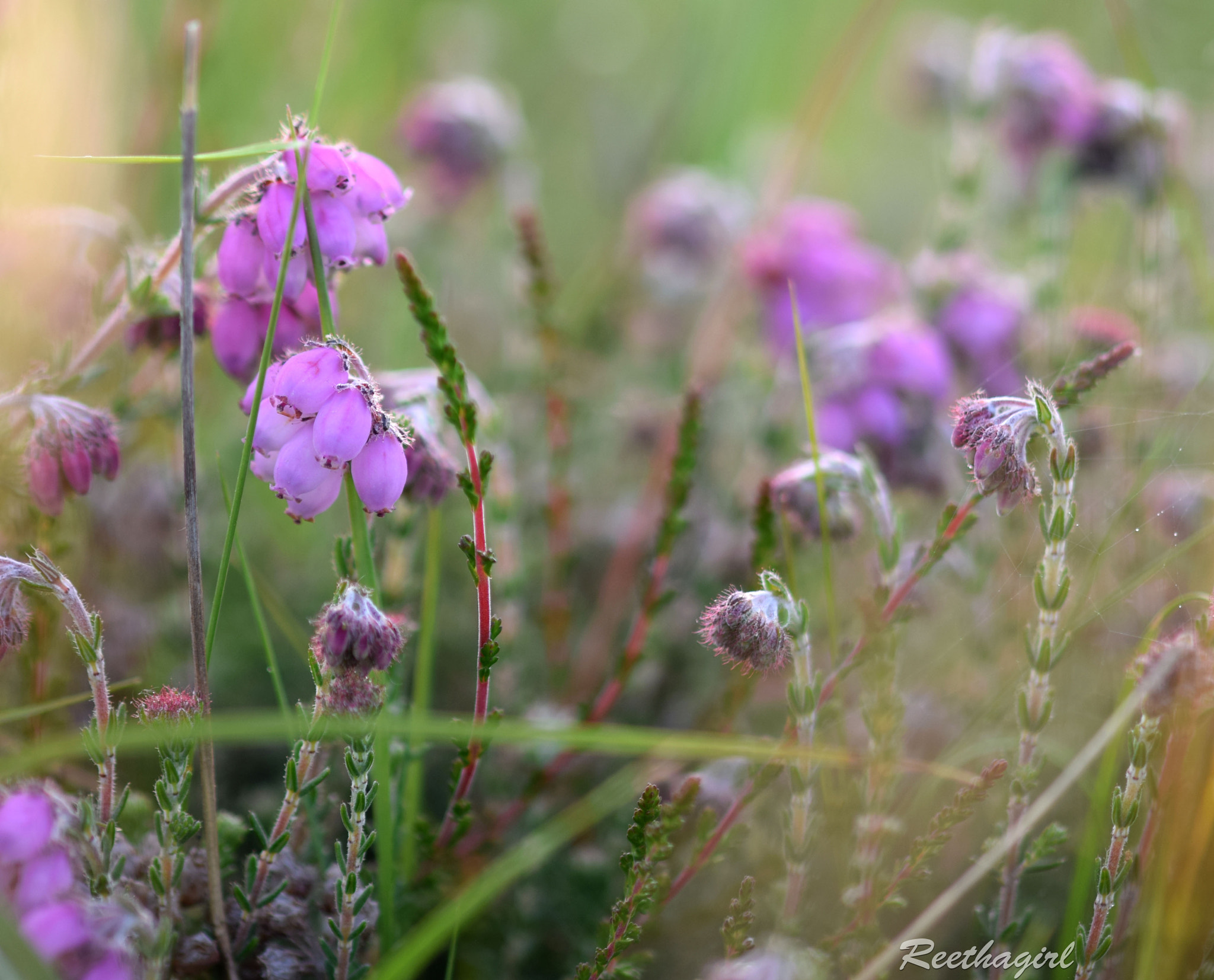 Nikon AF-S Micro-Nikkor 105mm F2.8G IF-ED VR sample photo. Bells photography