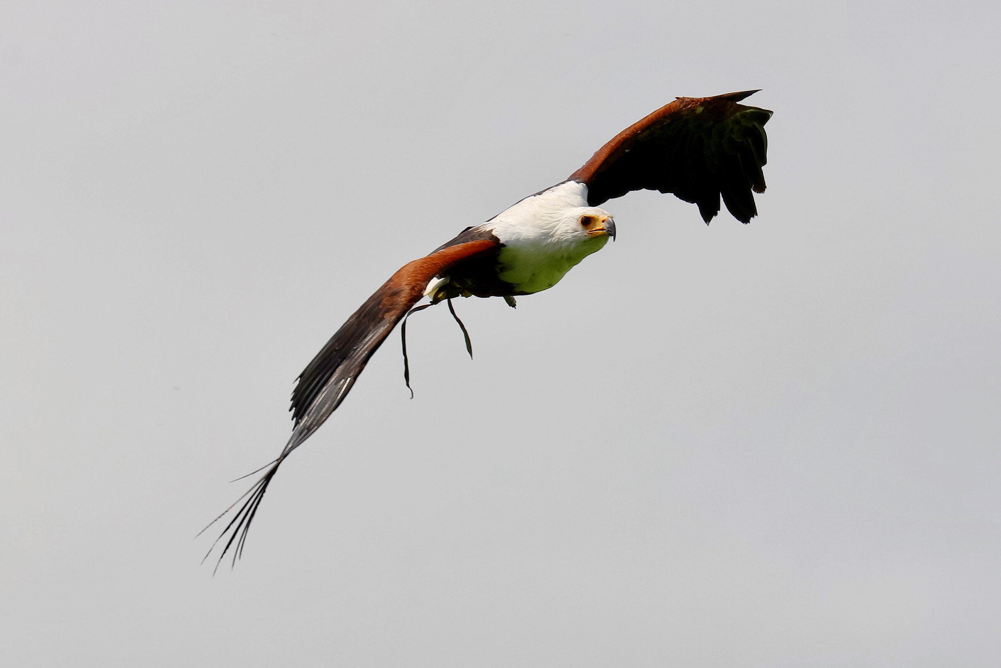 Canon EF 70-300mm F4-5.6L IS USM sample photo. Wildlife photography