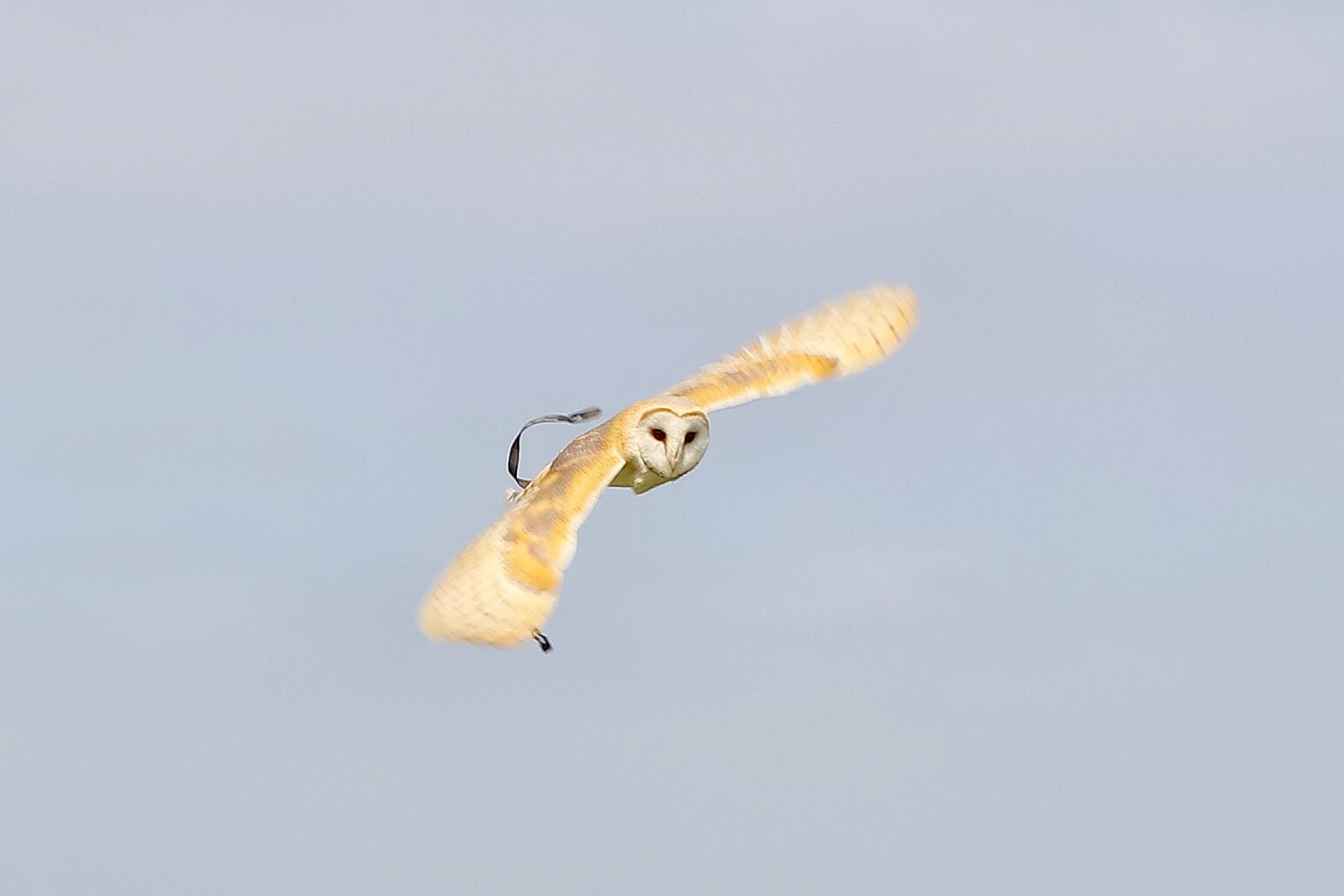 Canon EF 70-300mm F4-5.6L IS USM sample photo. Wildlife photography