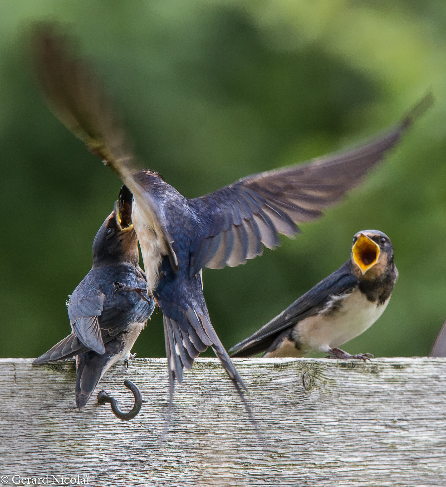 Canon EF 300mm F2.8L IS USM sample photo. Barn swallow feeding it's young photography
