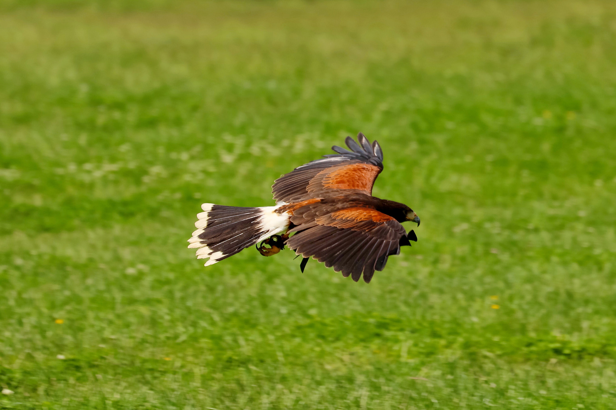 Canon EF 70-300mm F4-5.6L IS USM sample photo. Wildlife photography