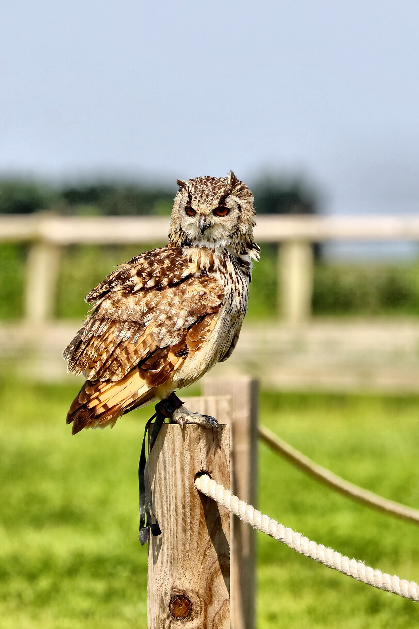 Canon EF 70-300mm F4-5.6L IS USM sample photo. Wildlife photography