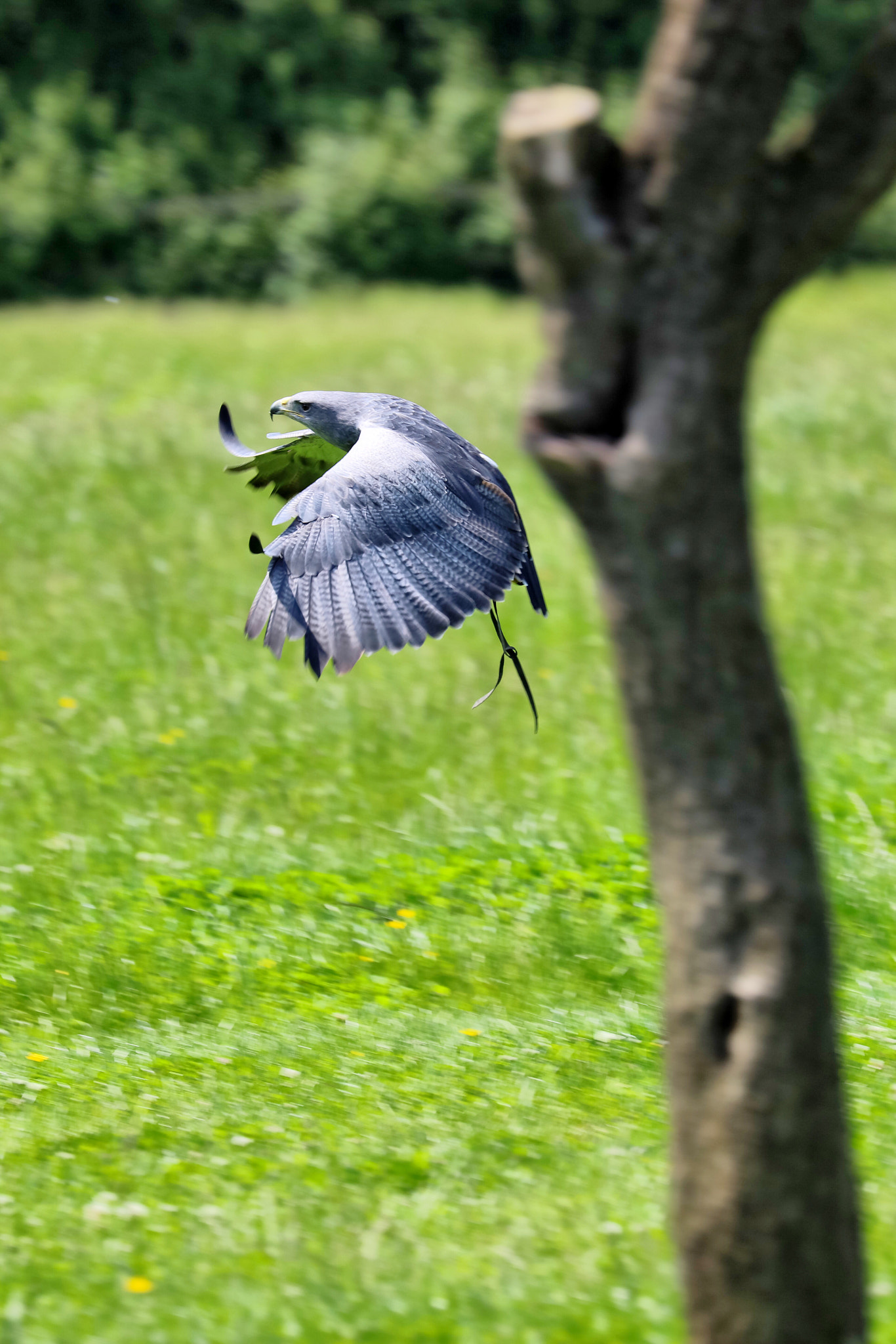 Canon EF 70-300mm F4-5.6L IS USM sample photo. Wildlife photography