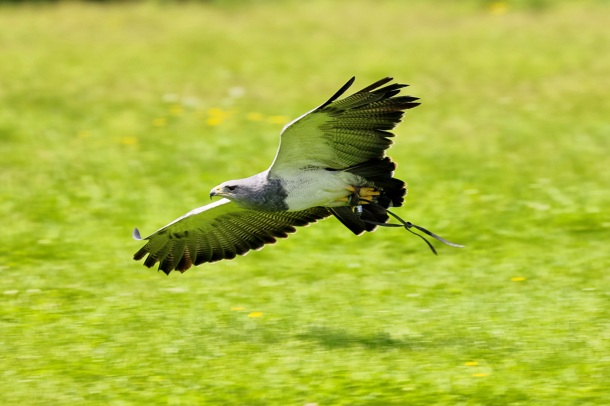 Canon EF 70-300mm F4-5.6L IS USM sample photo. Wildlife photography