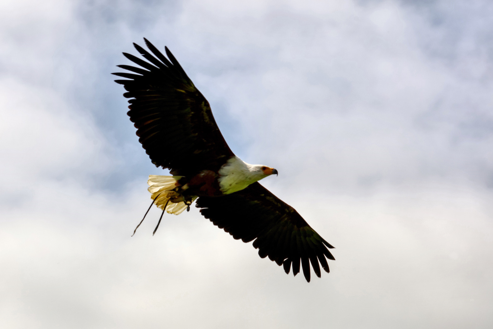Canon EF 70-300mm F4-5.6L IS USM sample photo. Wildlife photography