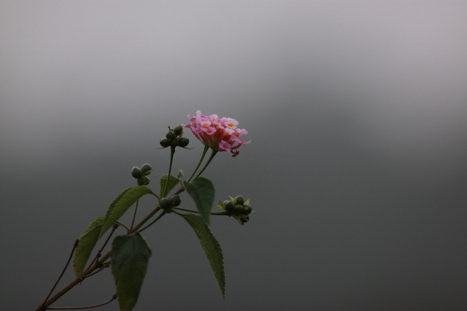 Canon EF 200mm F2.8L II USM sample photo. Marco photography