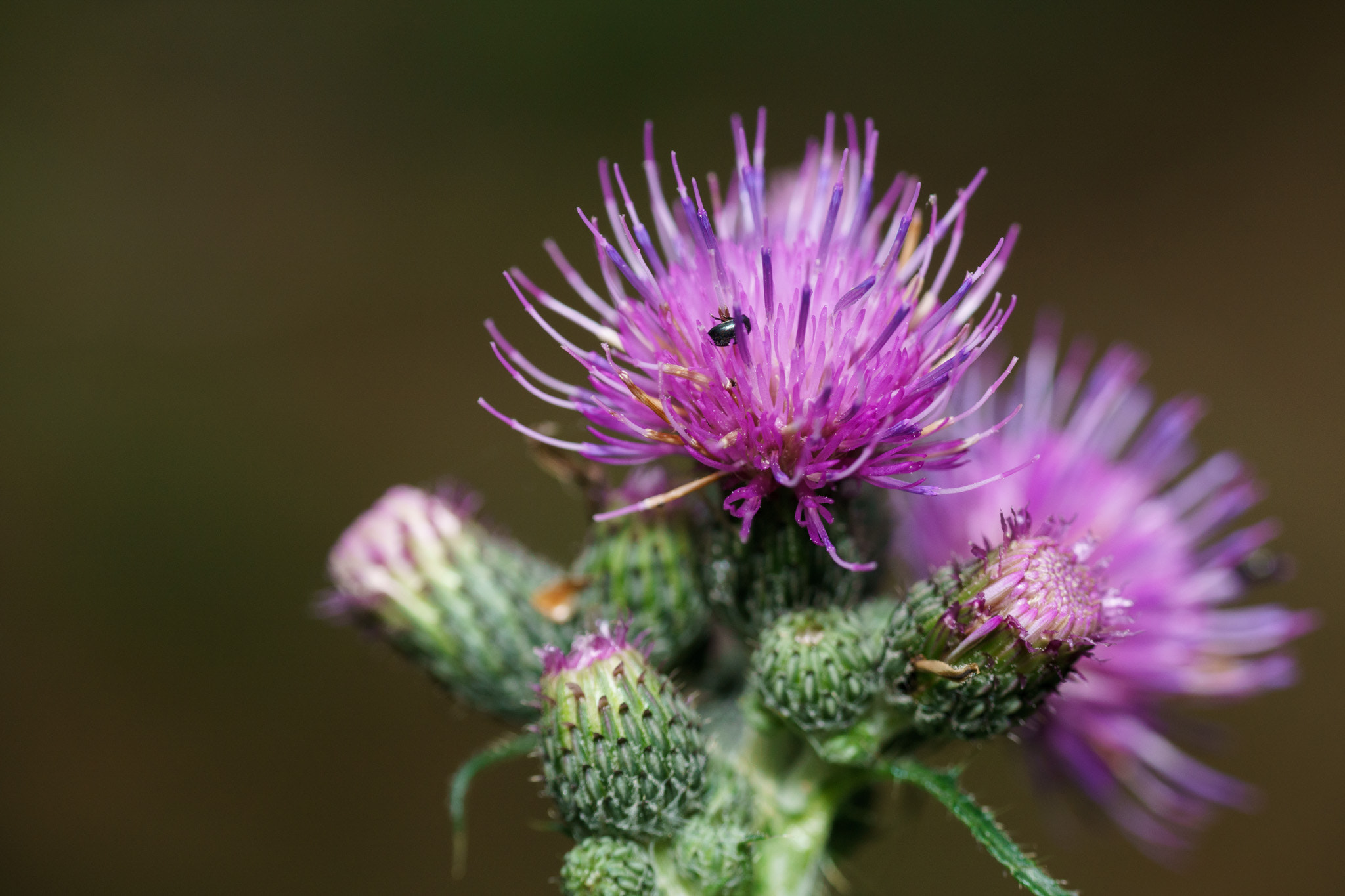 Tamron SP 70-300mm F4-5.6 Di USD sample photo. Blooming news photography