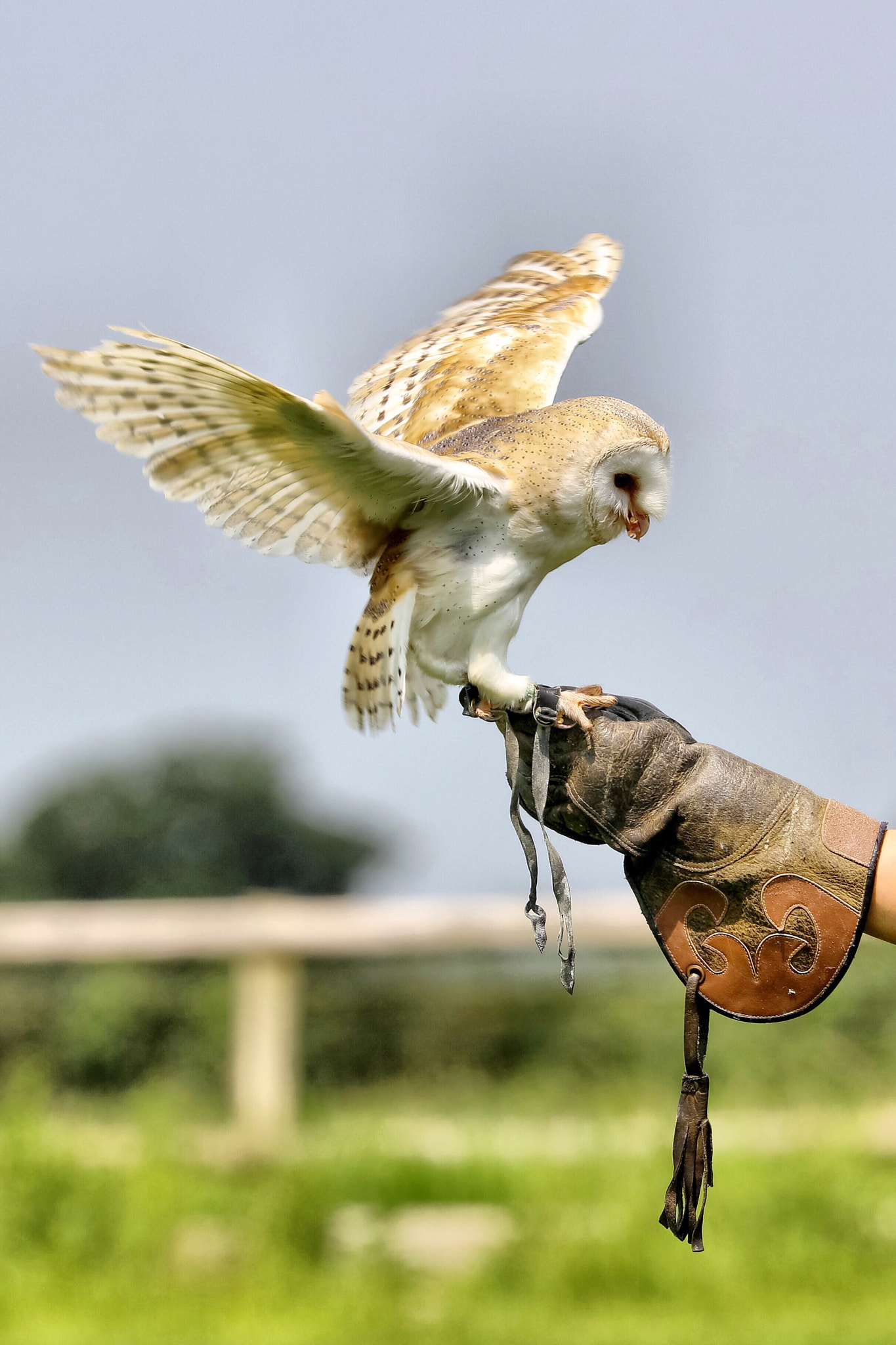 Canon EF 70-300mm F4-5.6L IS USM sample photo. Wildlife photography