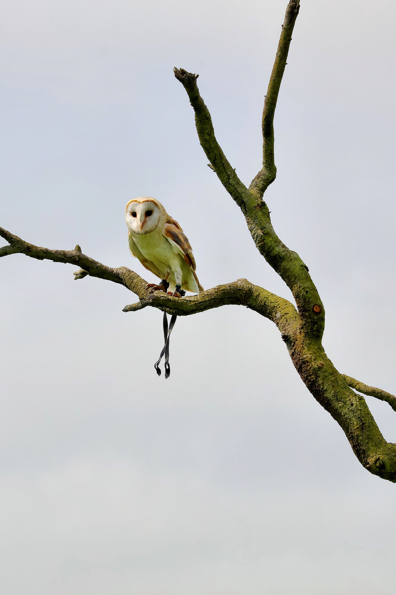Canon EF 70-300mm F4-5.6L IS USM sample photo. Wildlife photography
