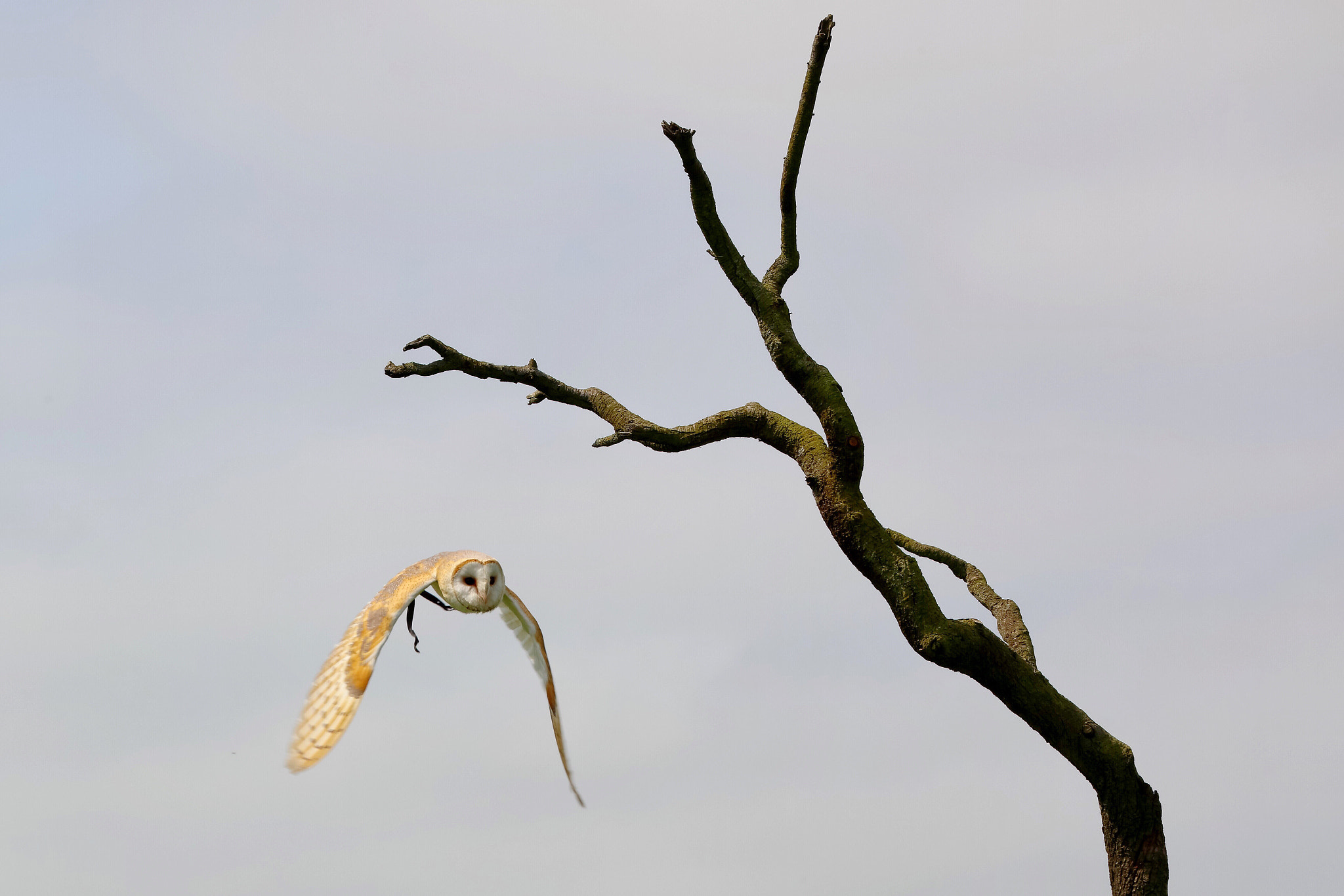 Canon EOS 5DS R sample photo. Wildlife photography