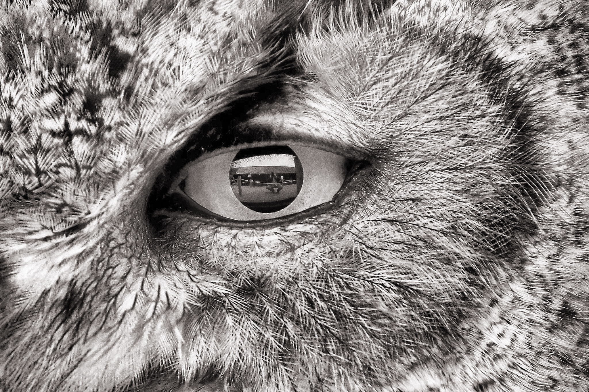 Canon EF 70-300mm F4-5.6L IS USM sample photo. Wildlife photography
