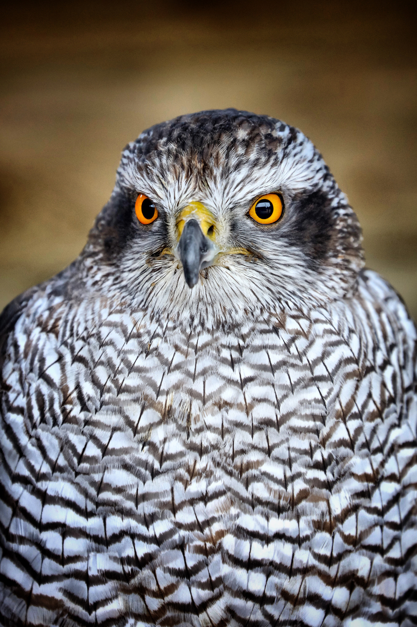 Canon EF 70-300mm F4-5.6L IS USM sample photo. Wildlife photography