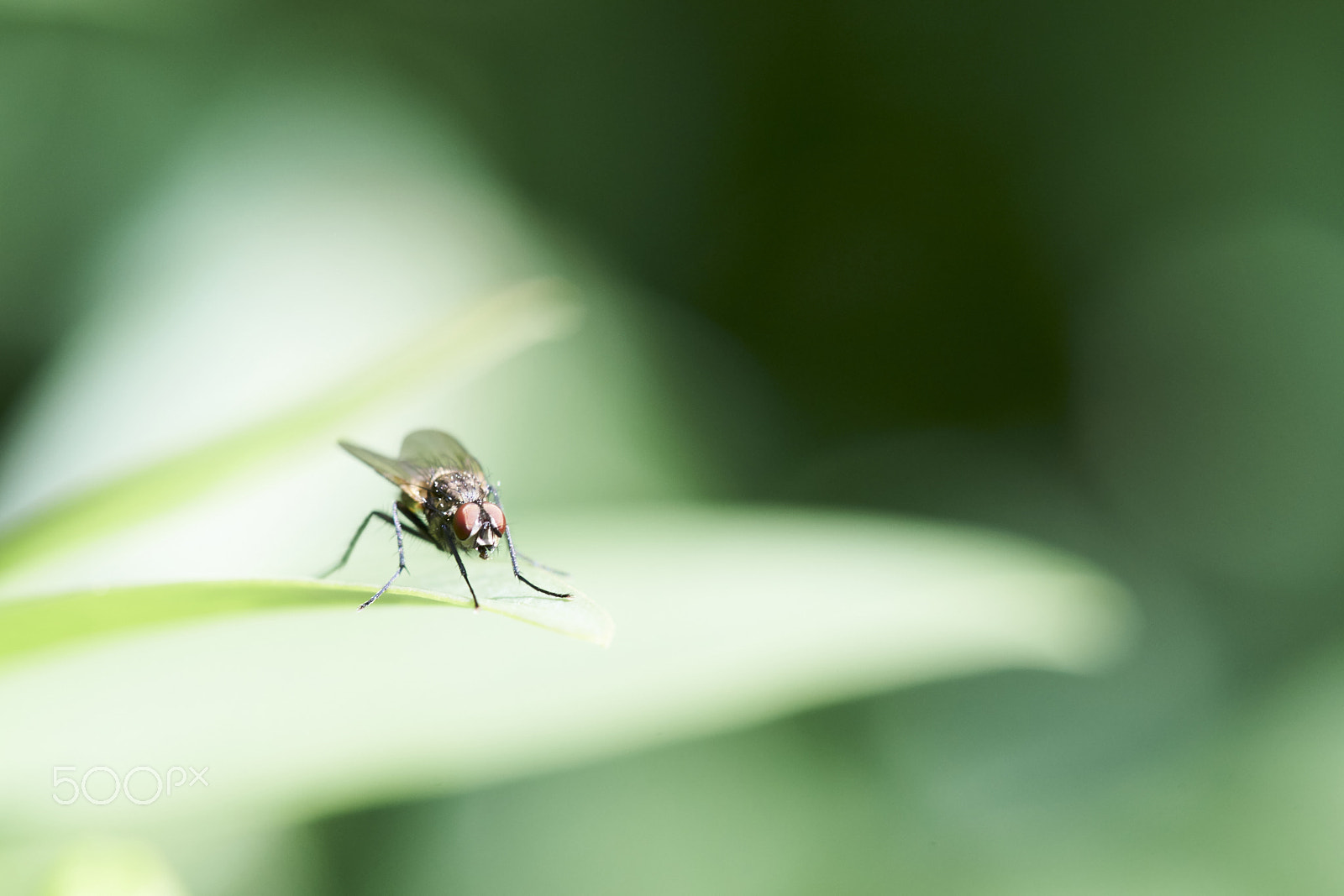 Sony a99 II + Tamron SP AF 90mm F2.8 Di Macro sample photo. Fly on a privet leaf photography