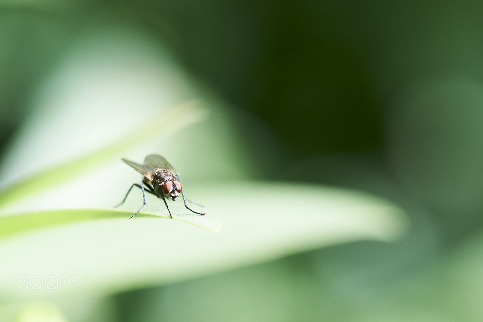 Tamron SP AF 90mm F2.8 Di Macro sample photo. Fly on a privet leaf photography