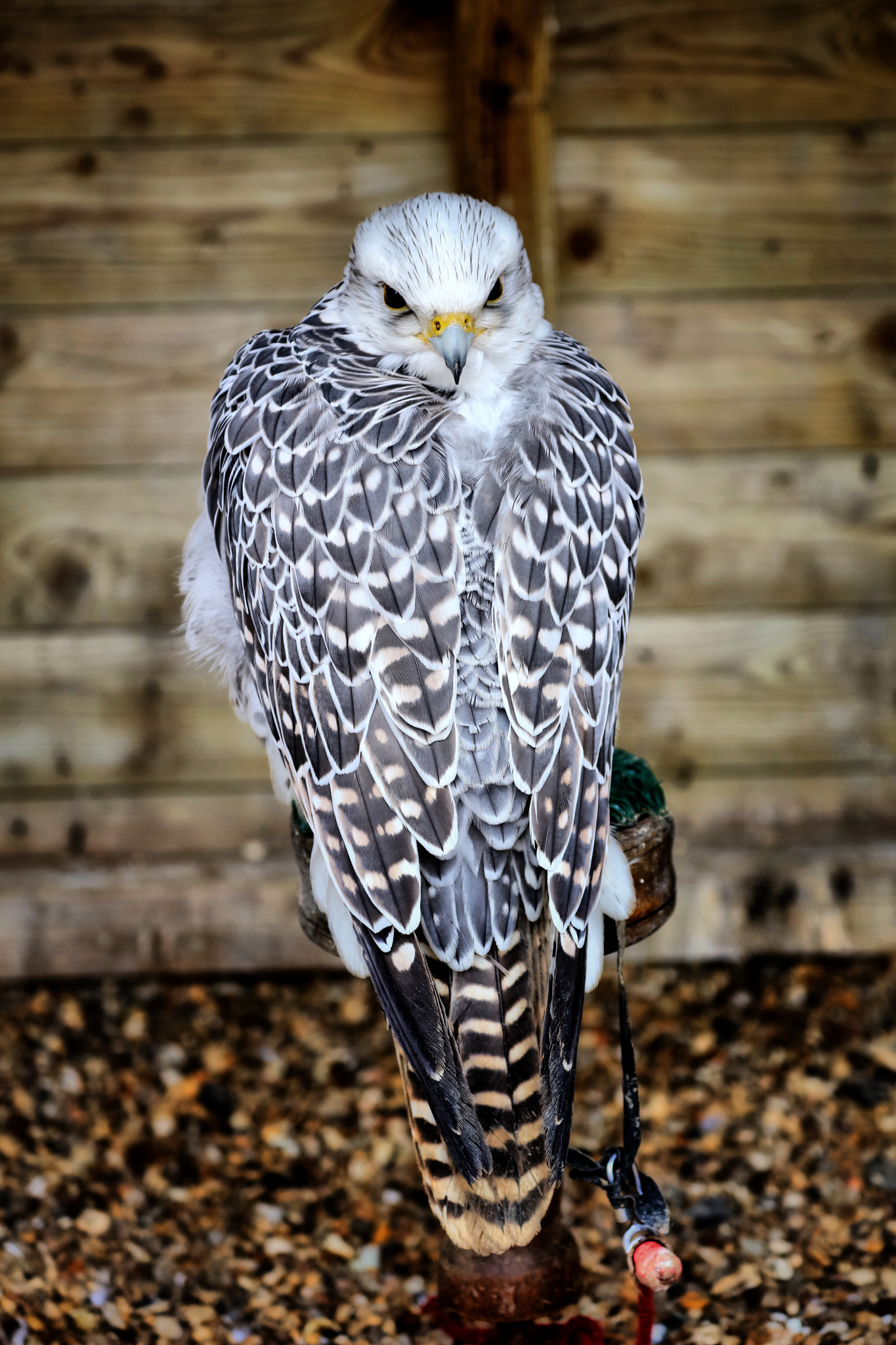 Canon EOS 5DS R sample photo. Wildlife photography