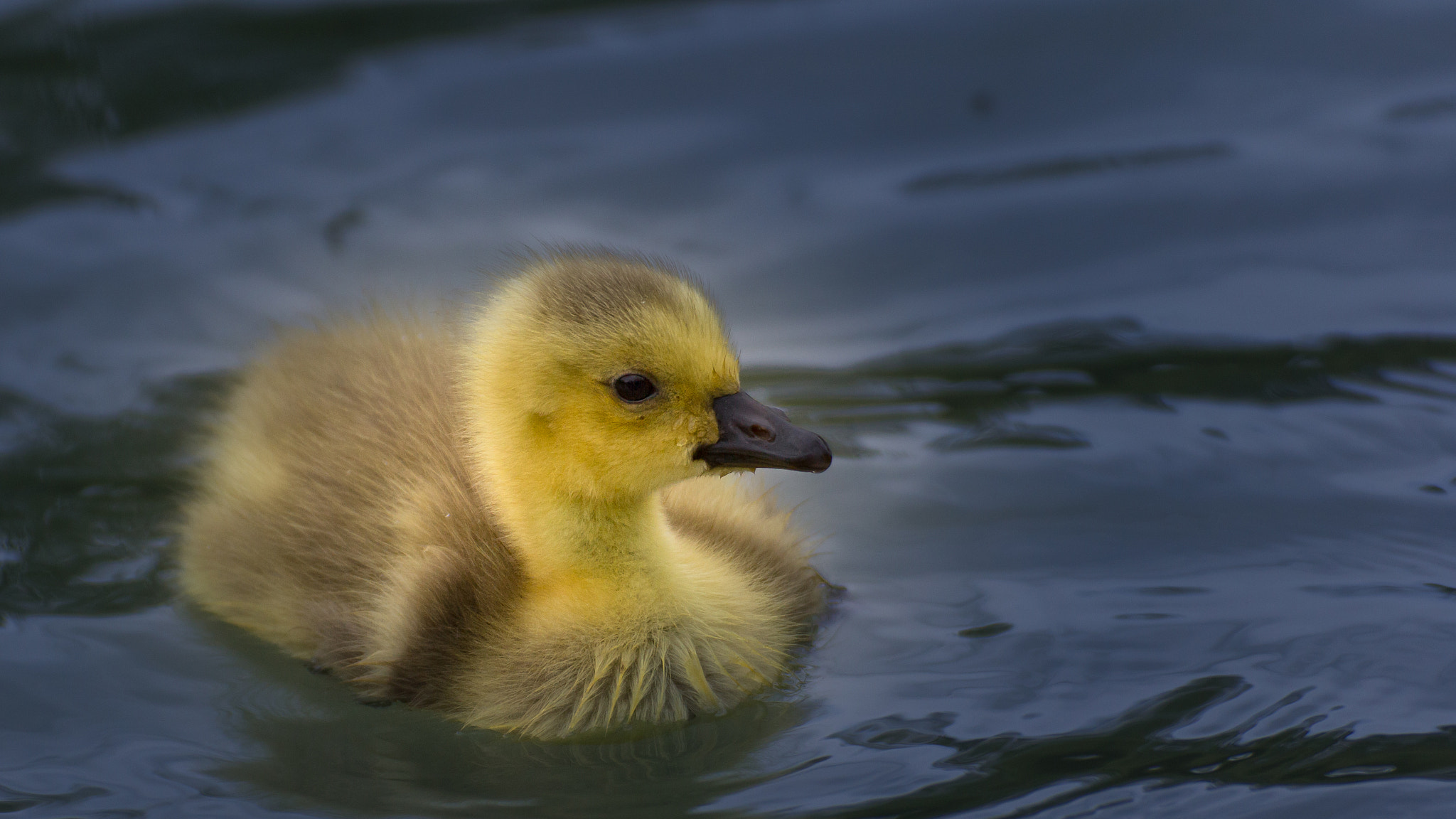 Tamron SP 35mm F1.8 Di VC USD sample photo. Little baby goose... photography